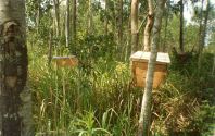 bees-2.jpg